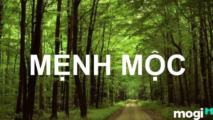 Bình Địa Mộc là gì?