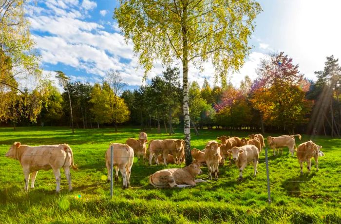 Blonde Aquitaine cattle on the Polmard farm.