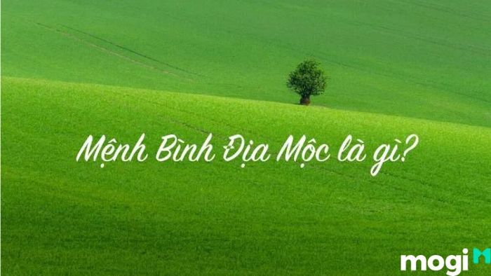 Bình Địa Mộc là gì?