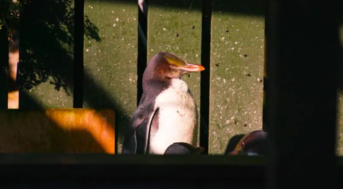 Hoiho typically spend about two weeks at Penguin Place, where they rest, recuperate, and gain weight before being released back into the wild.