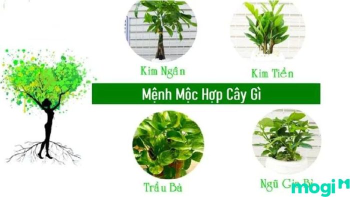 Để hút thêm may mắn, mệnh Bình Địa Mộc nên sử dụng các phụ kiện tinh tế, không quá phô trương, và lựa chọn những màu sắc phù hợp với mệnh như xanh lá cây và nâu gỗ để thu hút tài lộc.