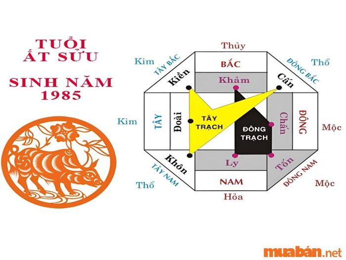 Tử vi Ất Sửu 1985 nam mạng theo các yếu tố thiên can ngũ hành