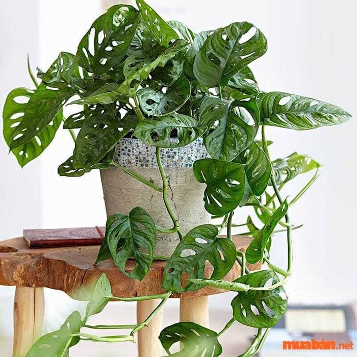 Lá trầu bà cửa sổ có hình bầu dục, màu xanh nhạt.