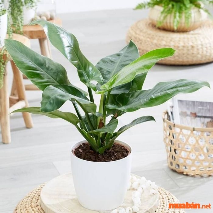 Giống trầu bà đế vương xanh là loại phổ biến nhất được trồng hiện nay.