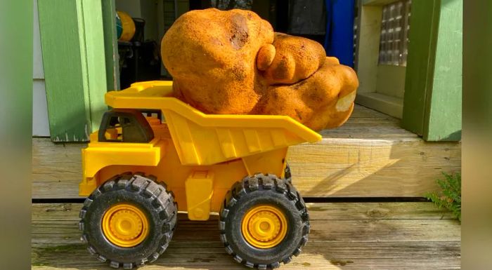 A large potato rests on a toy truck at Donna and Colin Craig-Brown’s home.