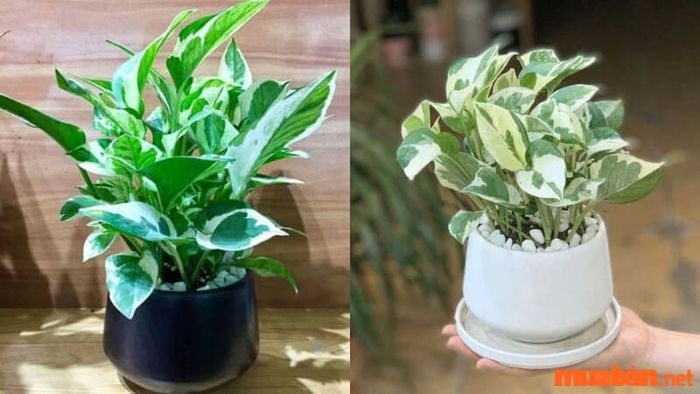Cây trầu bà là một loại cây cảnh phổ biến và dễ trồng