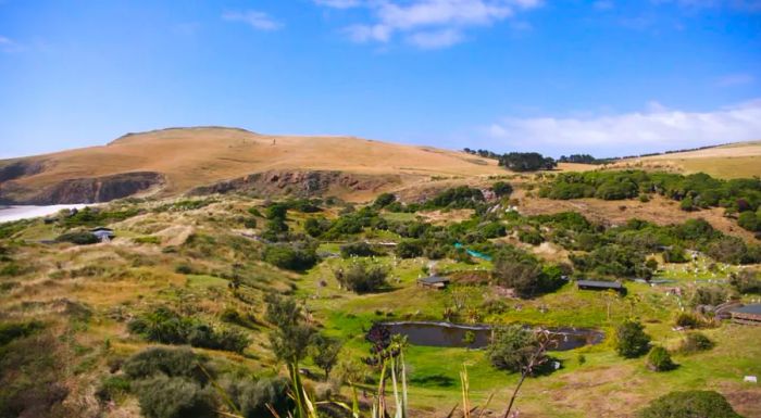 Penguin Place offers guided tours through discreet, hand-dug tunnels that blend into the environment, allowing visitors to observe hoiho in their natural setting without disturbing them.