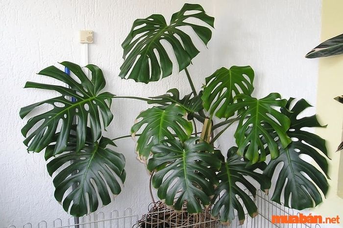 Cây trầu bà lá xẻ mang tên khoa học là Philodendron Xanadu.
