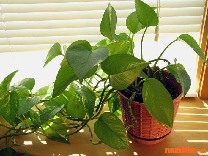 Trầu bà mang tên khoa học Epipremnum Aureum, thuộc họ Ráy và có nguồn gốc từ Indonesia