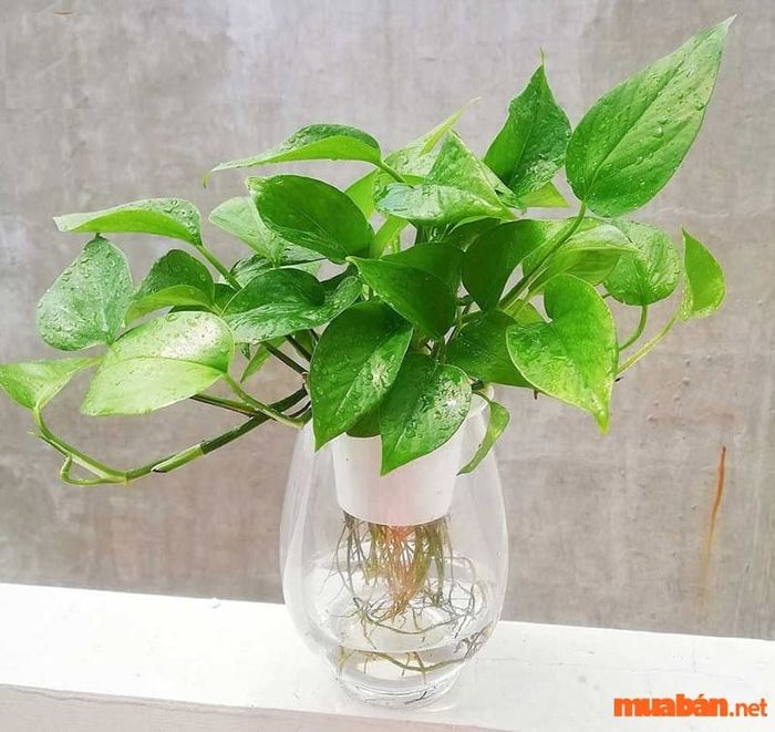Trầu bà có thể được trồng thủy sinh trong các chậu chứa nước, tạo điều kiện thuận lợi để cây phát triển tốt mà không cần đất.
