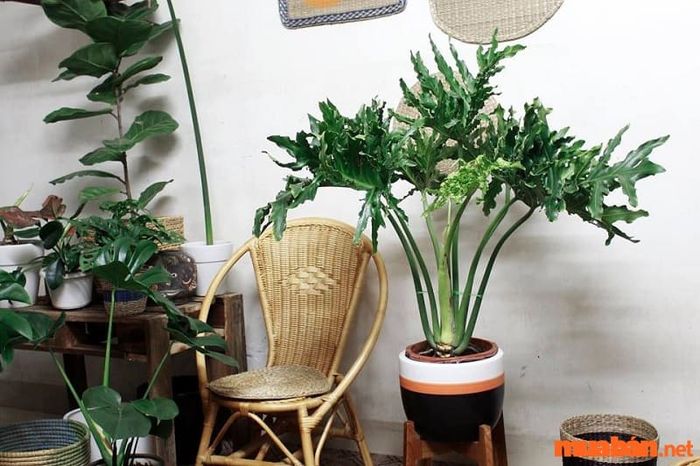 Trầu bà thanh xuân được trồng trang trí trong phòng khách, làm bừng sáng không gian sống với vẻ đẹp tươi tắn.