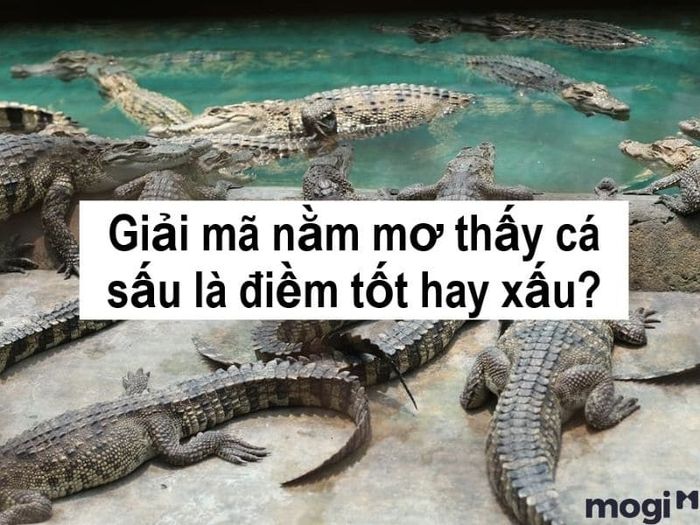 Giấc mơ thấy cá sấu thường khiến người mơ cảm thấy băn khoăn và lo lắng về ý nghĩa của nó.