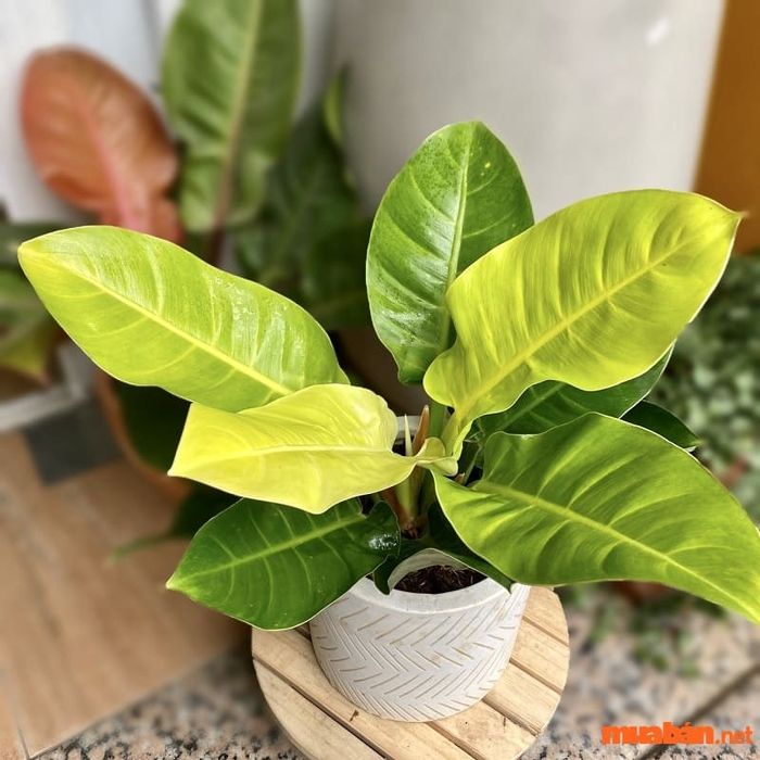 Trầu bà đế vương vàng có tên khoa học Philodendron Imperial Gold.