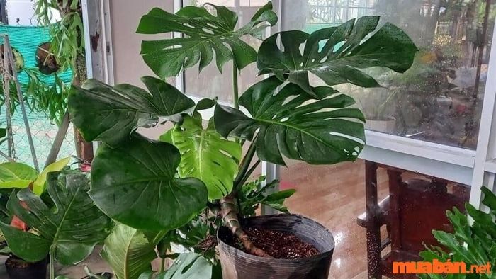 Bạn có thể đặt cây trầu bà ở nhiều vị trí khác nhau trong nhà tùy theo không gian và sở thích của mình.