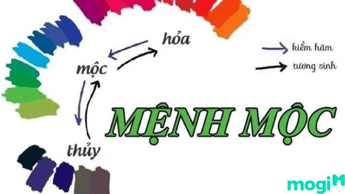 Bình Địa Mộc là gì?