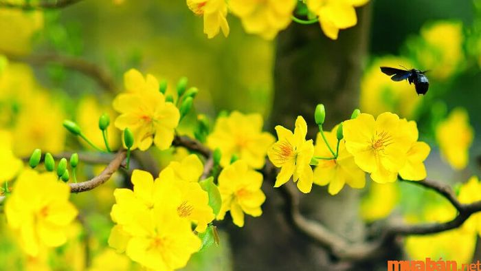 Tiết khí là gì? Mùa Xuân bao gồm 6 tiết khí