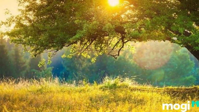 Bình Địa Mộc là gì?