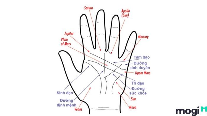 Tướng Mặt Đàn Ông Đểu