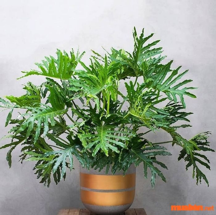 Cây trầu bà thanh xuân mang tên khoa học Philodendron Bipinnatifidum.