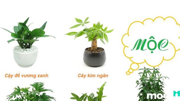 Bình Địa Mộc có thể hợp với rất nhiều loại cây khác nhau, mang đến sự may mắn và sinh khí cho không gian sống.