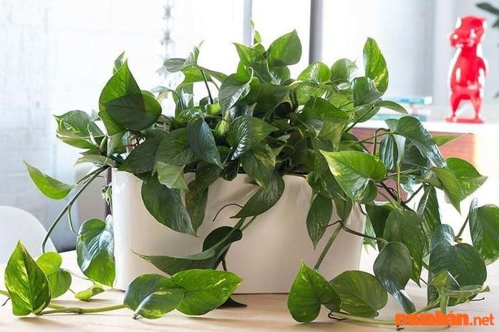 Cây trầu bà là biểu tượng của sự thành đạt, tài lộc và thịnh vượng, mang lại nguồn năng lượng tích cực cho gia đình.
