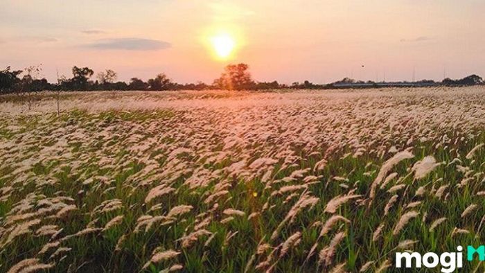 Bình Địa Mộc là gì?