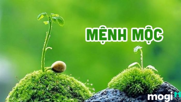 Bình Địa Mộc là gì?