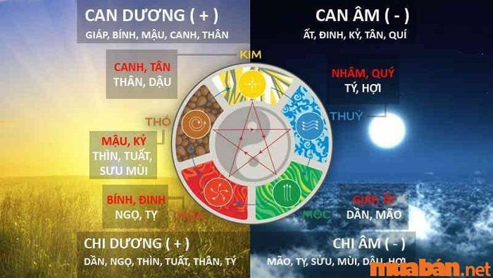 Phân tích tử vi Mậu Tý 2008 nữ mạng năm 2024 theo địa chi