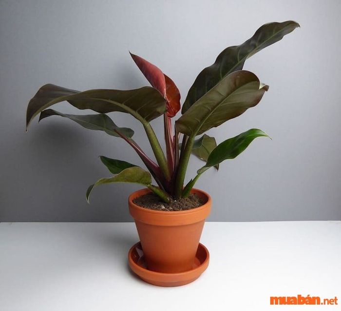 Cây trầu bà đế vương đỏ còn có tên khoa học Philodendron Imperial Red.