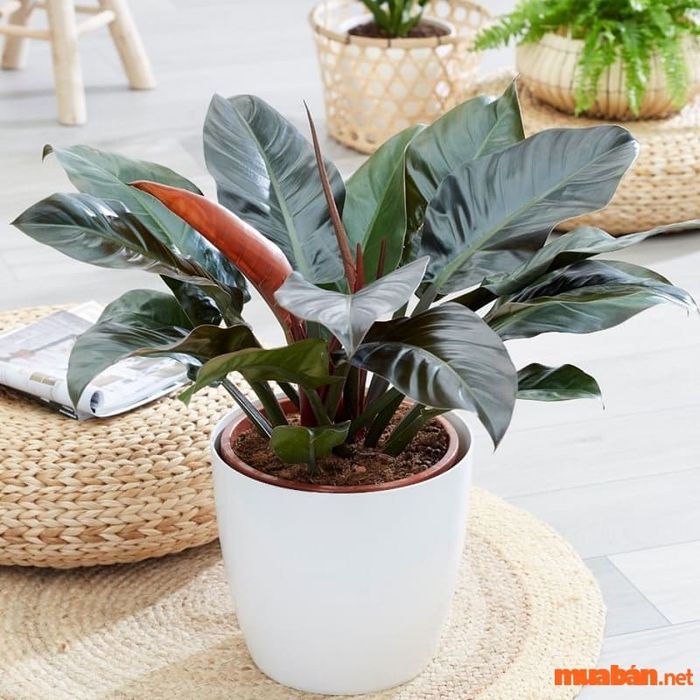 Hãy trồng cây ở những nơi có bóng râm, mát mẻ và tránh ánh sáng trực tiếp để cây phát triển tốt nhất.