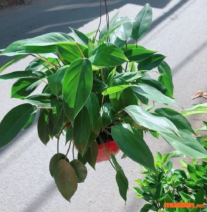 Trầu bà tỷ phú là loại cây mọc bụi, lá xanh đậm, hình trái xoan và nhọn dần ở đỉnh.