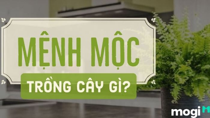 Bình Địa Mộc là gì?