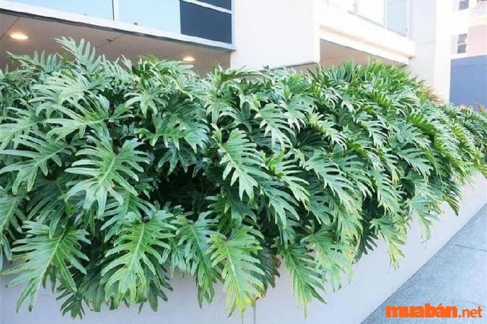 Trầu bà thanh xuân được trồng tại các khu vực công cộng, tạo nên không gian xanh mát và thư giãn.