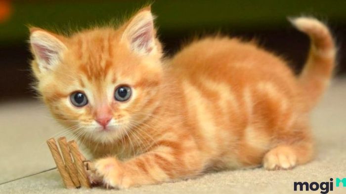 Giờ Mão bắt đầu từ mấy giờ trong ngày?