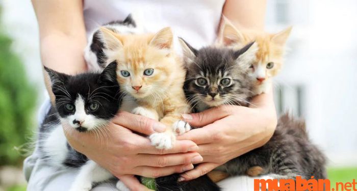 Mèo vào nhà là điềm báo gì?