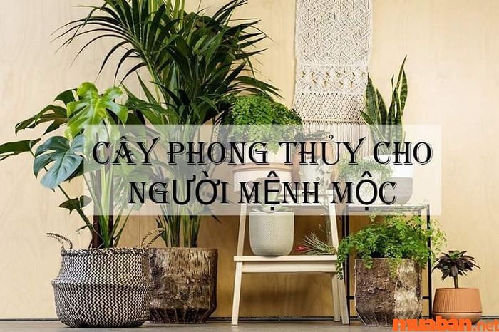 Cây phong thủy cho người tuổi Thân mệnh Mộc là những loại cây nào?