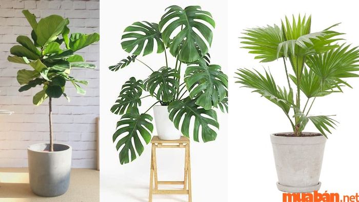 Người tuổi Tý hợp cây gì? Người tuổi Nhâm Tý mệnh Mộc khá thích hợp để trồng cây phong thủy trong không gian sống và làm việc, giúp thu hút tài lộc, may mắn và sức khỏe.