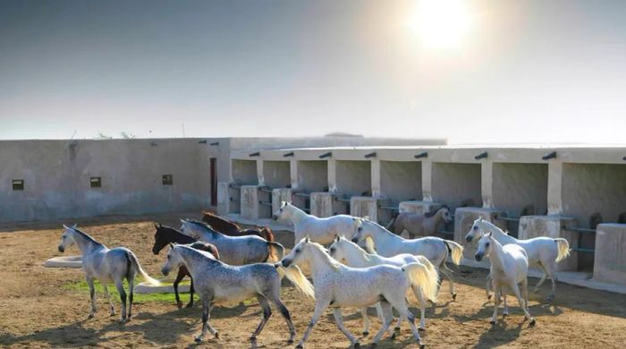 Historic horses: The Ottoman stables.