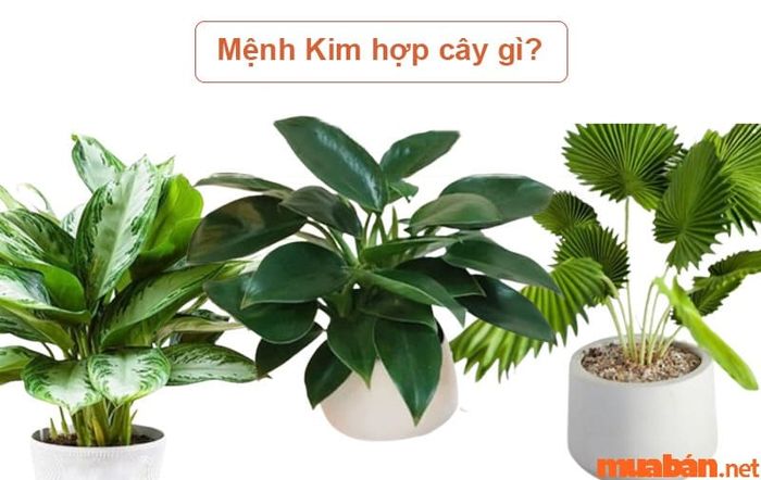 Cây phong thủy hợp mệnh Kim cho người tuổi Thân