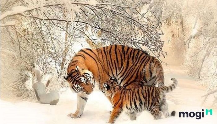 Giờ Dần là mấy giờ? Khám phá tổng quan về vận mệnh của người sinh vào giờ Dần