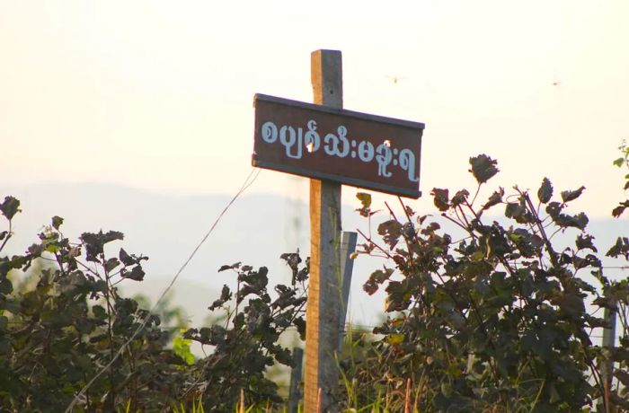 Aythaya Wine Estate is one of just two wineries operating in Myanmar, offering a unique taste of the country’s emerging wine culture.