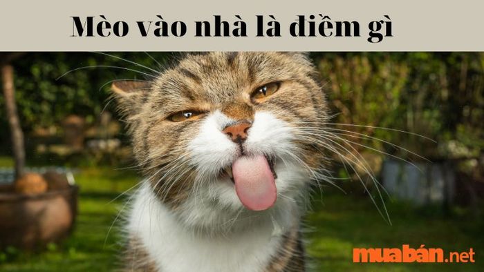 Mèo vào nhà mang điềm gì? Tốt hay xấu? Và cách hóa giải như thế nào?