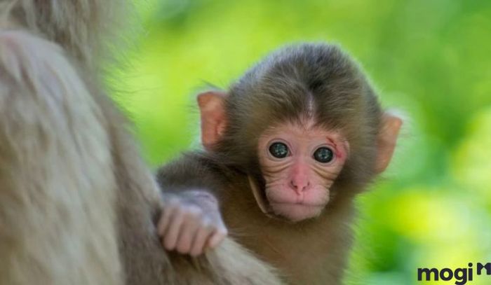 Giờ Thân là mấy giờ – Tử vi cho người tuổi Ngọ sinh vào giờ Thân