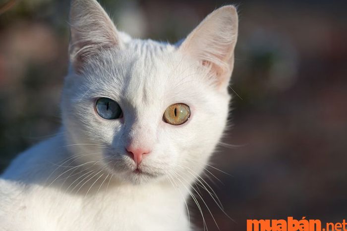 Mèo vào nhà là điềm báo gì?