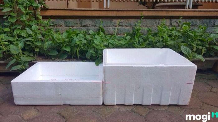 Cách trồng cà chua từ hạt giống