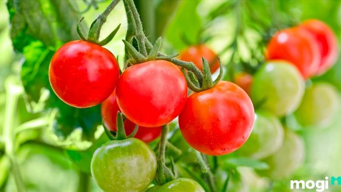 Phương pháp trồng cà chua từ hạt
