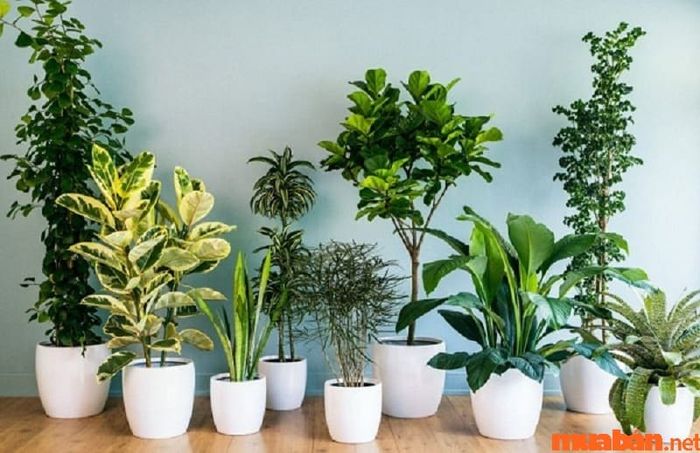 Việc trồng cây trong nhà cần chú ý đến nhiều yếu tố để mang lại tài lộc và may mắn cho gia chủ.