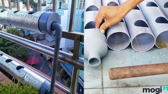Cách trồng hoa mười giờ
