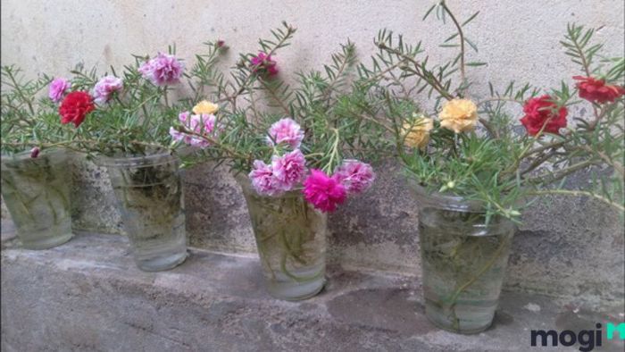 Hướng dẫn trồng hoa mười giờ tại nhà