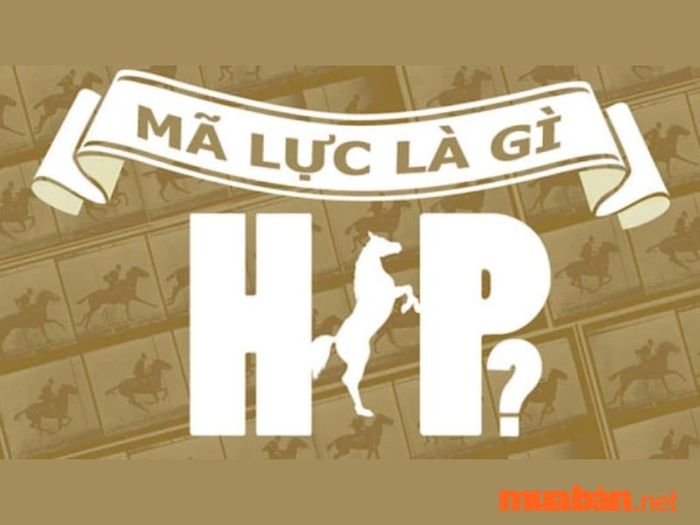 Xe 50cc có bao nhiêu mã lực?